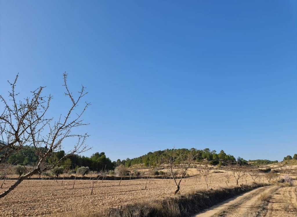 Venta - Terreno - Jumilla - Rural location