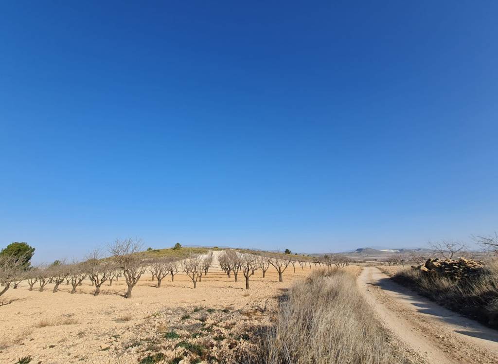 Venta - Terreno - Jumilla - Rural location