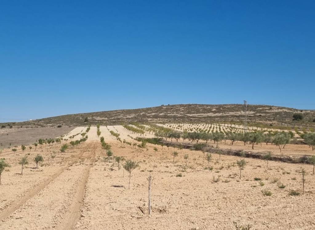 Venta - Terreno - Jumilla - Rural location