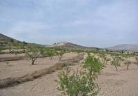 Venta - Terreno - Jumilla - Rural location