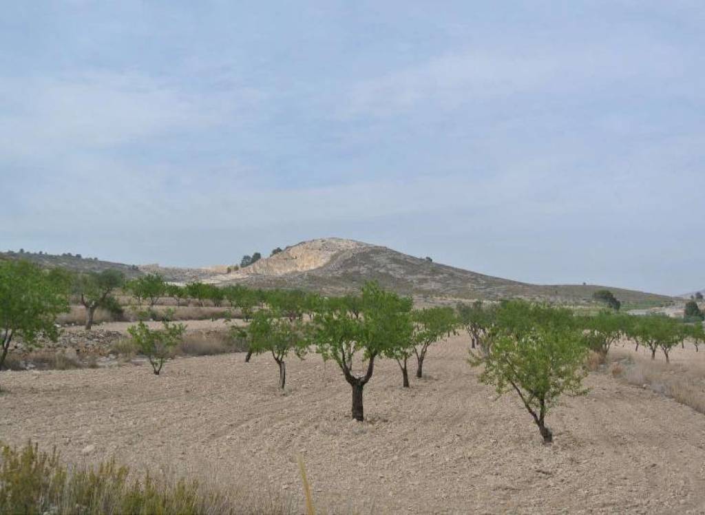 Venta - Terreno - Jumilla - Rural location