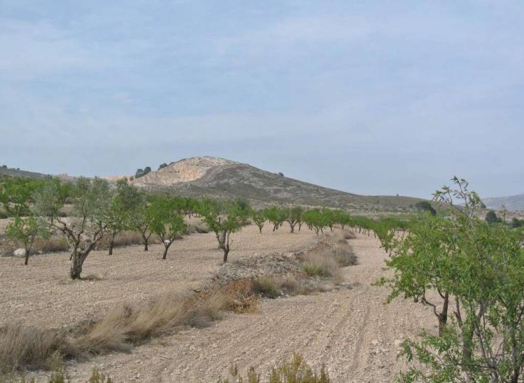 Venta - Terreno - Jumilla - Rural location