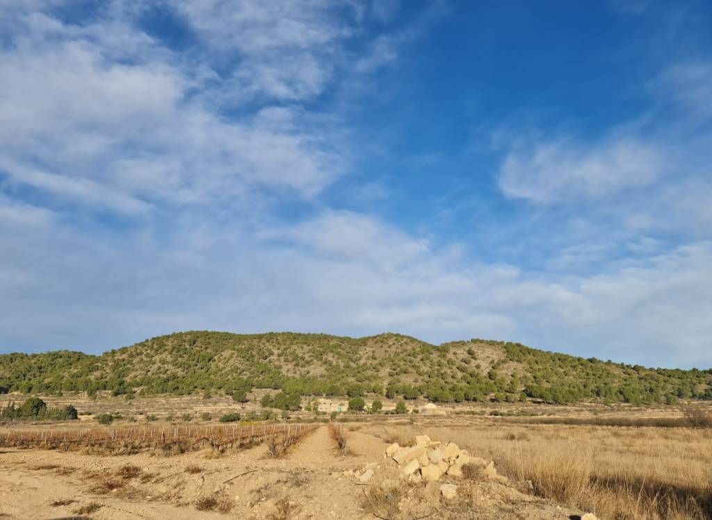 Venta - Terreno - Monóvar/Monóver - Monovar