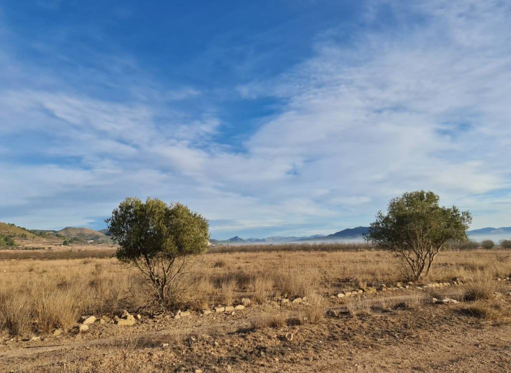 Venta - Terreno - Monóvar/Monóver - Monovar