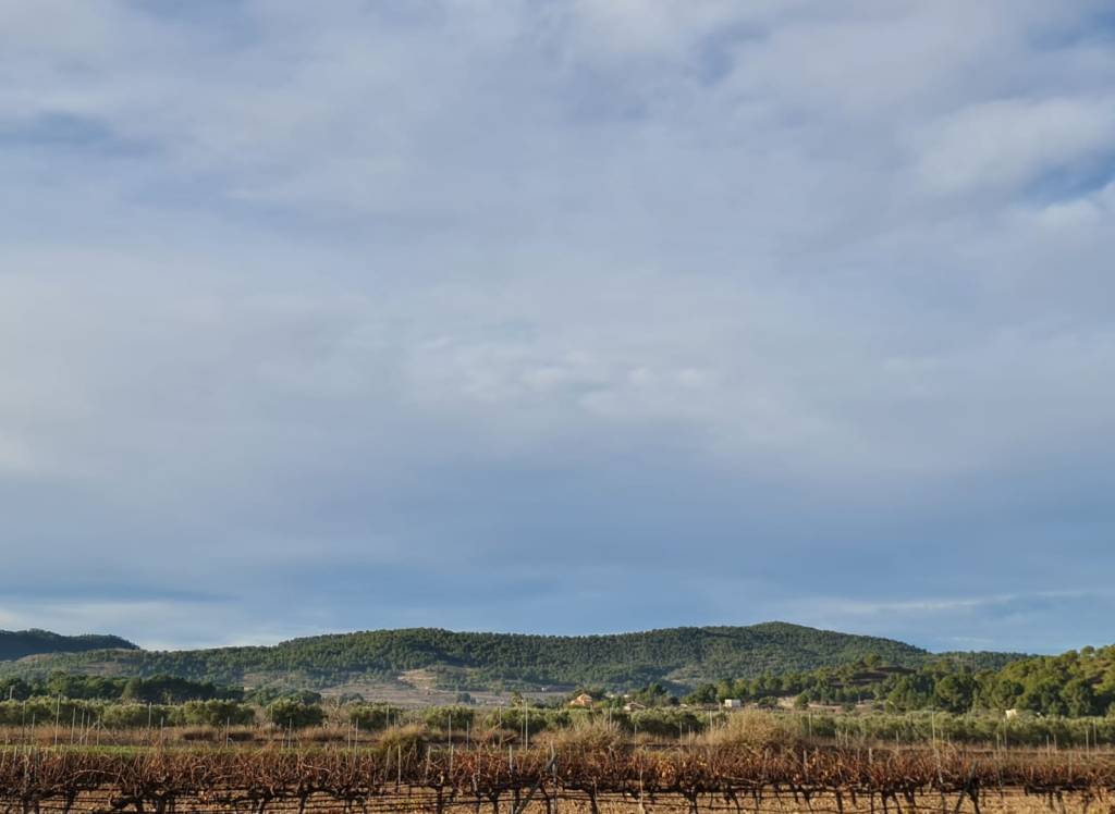 Venta - Terreno - Monóvar/Monóver - Monovar