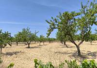Venta - Terreno - Monovar - Rural location