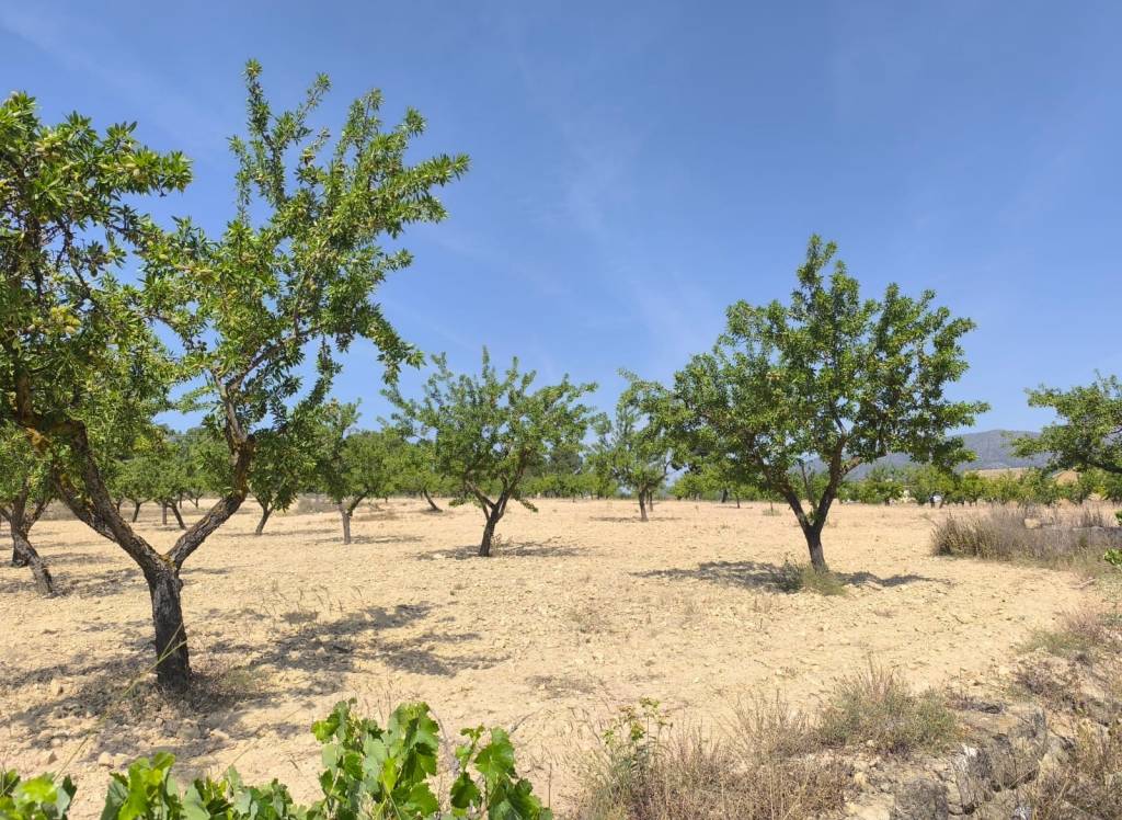 Venta - Terreno - Monovar - Rural location