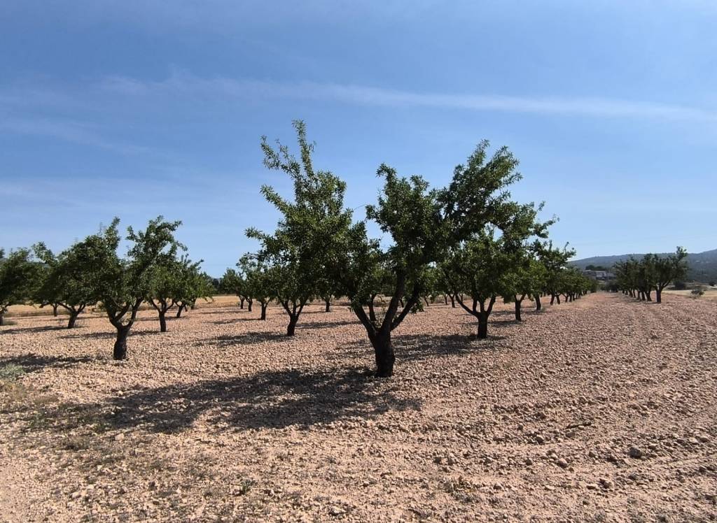 Venta - Terreno - Monovar - Rural location