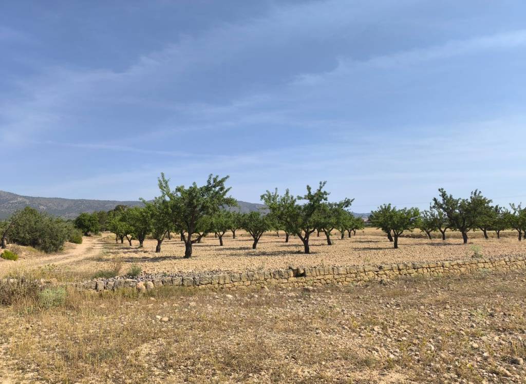 Venta - Terreno - Monovar - Rural location
