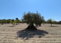 Venta - Terreno - Monovar - Rural location