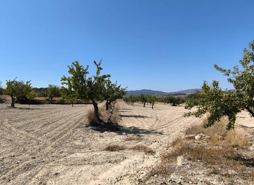 Venta - Terreno - Monovar - Rural location