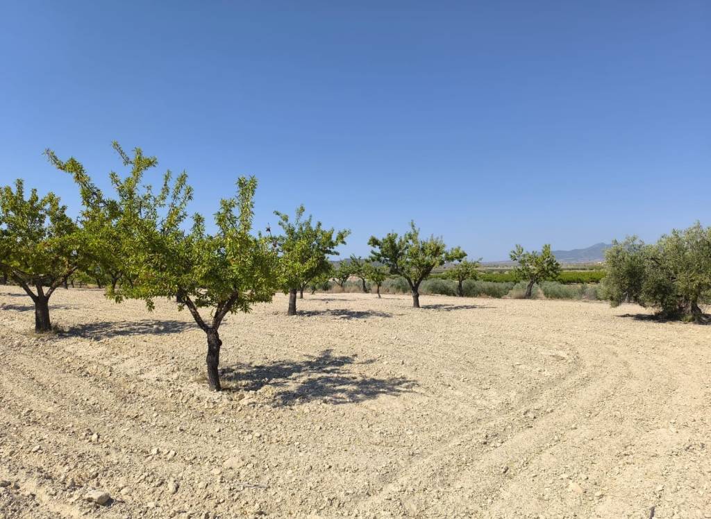 Venta - Terreno - Monovar - Rural location