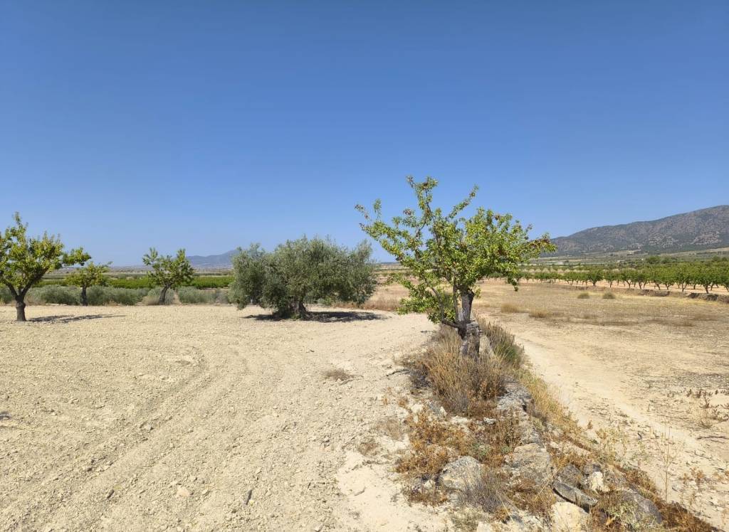 Venta - Terreno - Monovar - Rural location