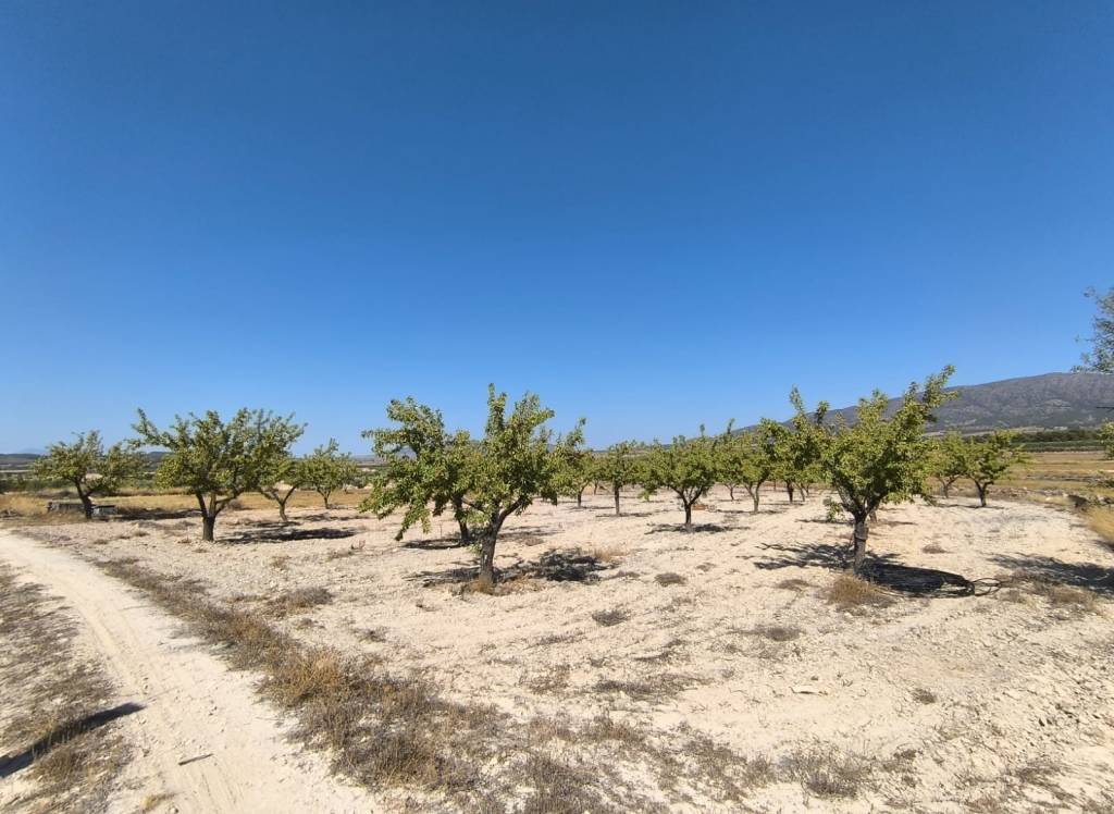 Venta - Terreno - Monovar - Rural location