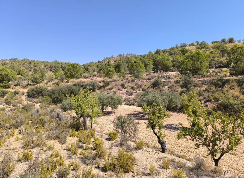 Venta - Terreno - Monovar - Rural location