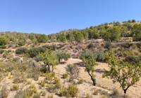 Venta - Terreno - Monovar - Rural location