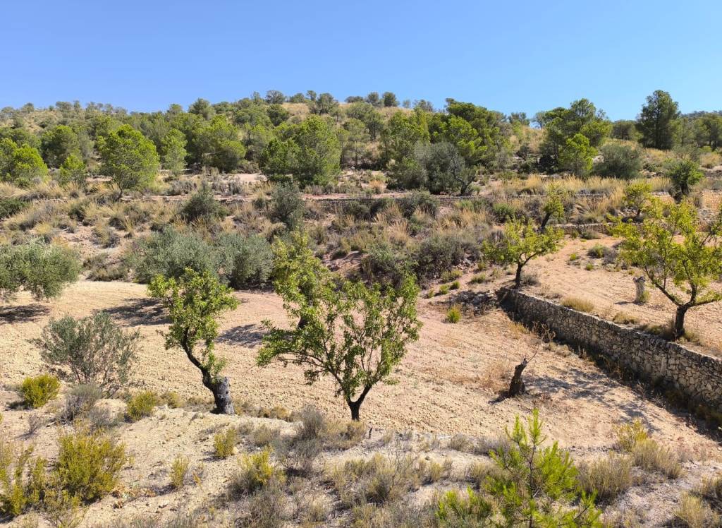 Venta - Terreno - Monovar - Rural location