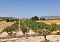 Venta - Terreno - Monovar - Rural location