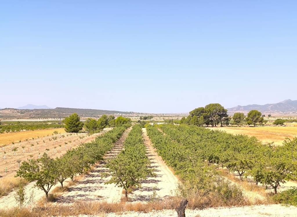 Venta - Terreno - Monovar - Rural location