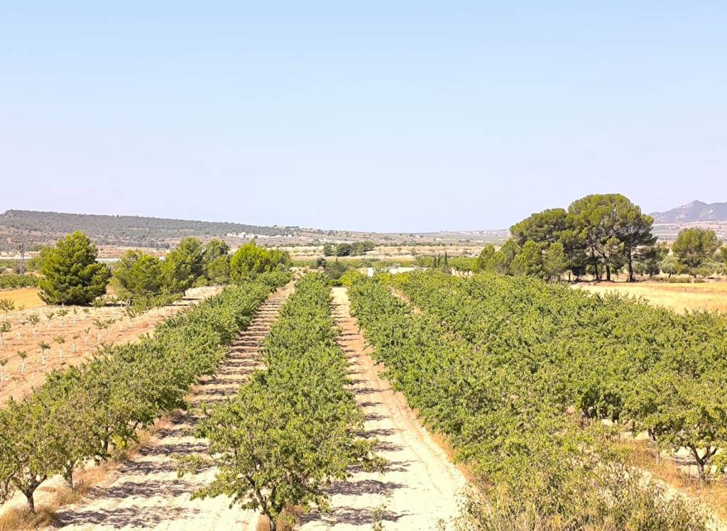 Venta - Terreno - Monovar - Rural location