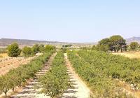 Venta - Terreno - Monovar - Rural location