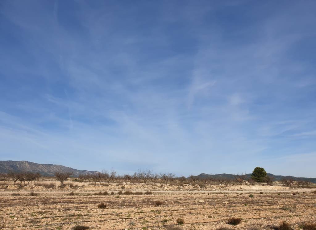 Venta - Terreno - Pinoso - Edge of town