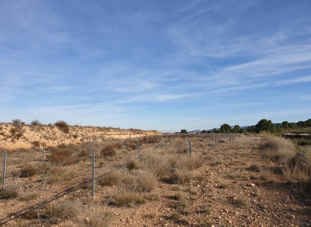 Venta - Terreno - Pinoso - Edge of town