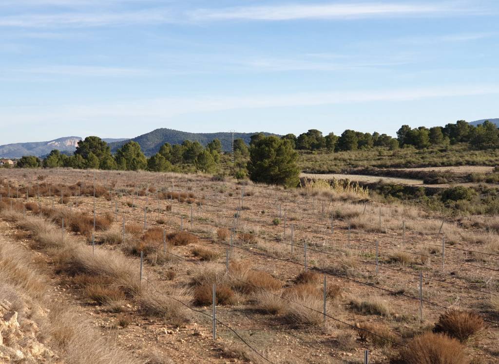 Venta - Terreno - Pinoso - Edge of town