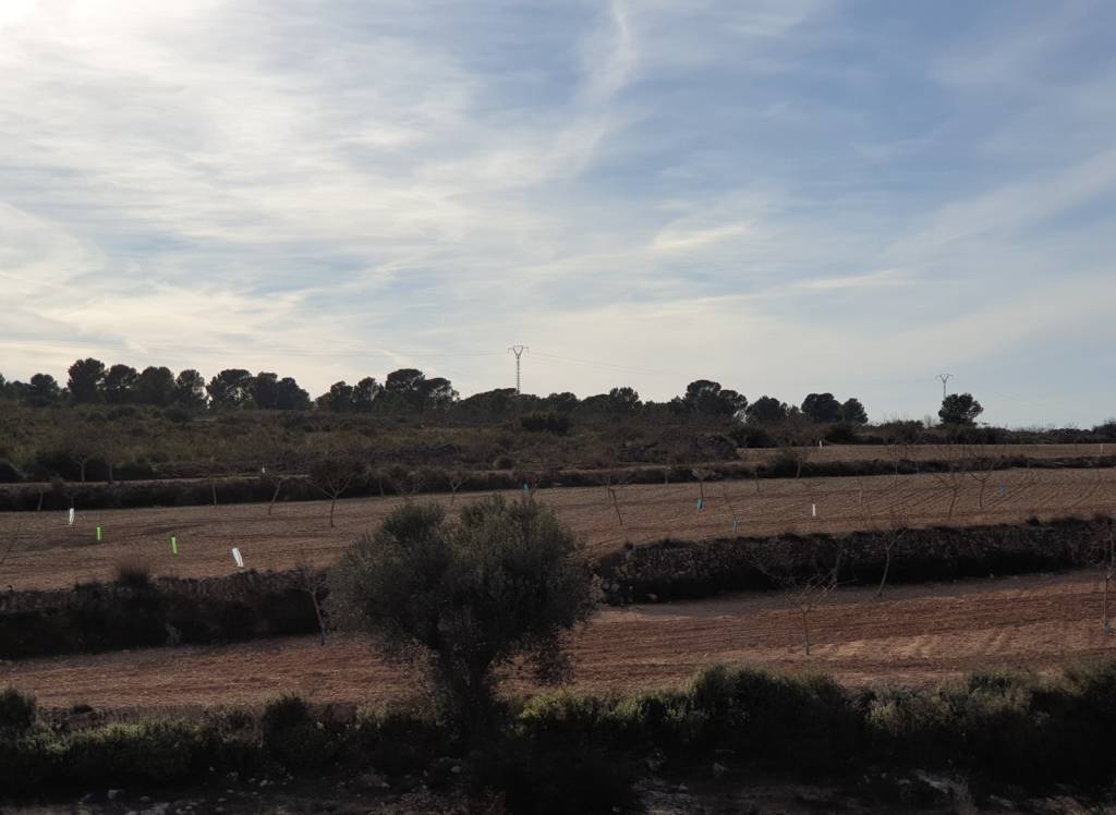 Venta - Terreno - Pinoso - Edge of town