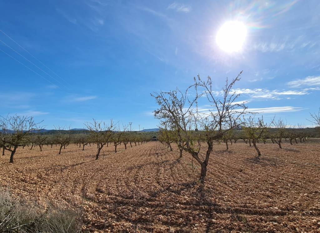 Venta - Terreno - Pinoso - Lel