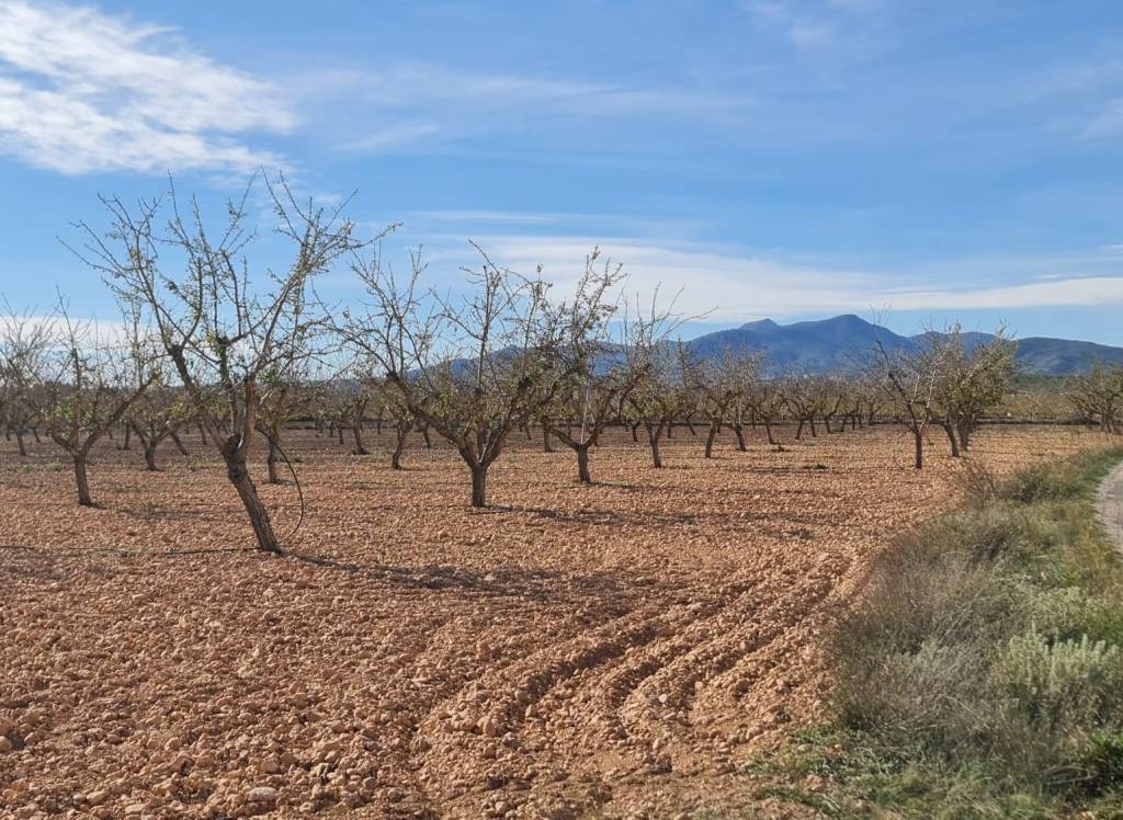 Venta - Terreno - Pinoso - Lel