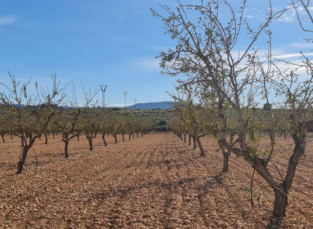 Venta - Terreno - Pinoso - Lel