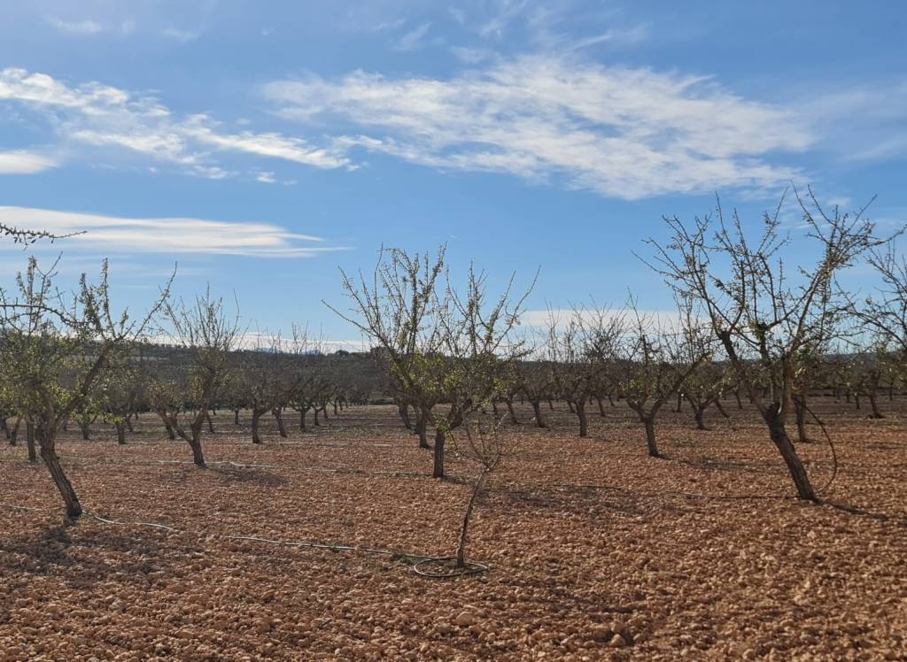 Venta - Terreno - Pinoso - Lel
