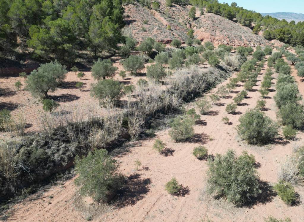 Venta - Terreno - Pinoso - Pinoso - El Pinós