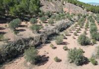 Venta - Terreno - Pinoso - Pinoso - El Pinós