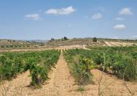 Venta - Terreno - Pinoso - Pinoso - El Pinós