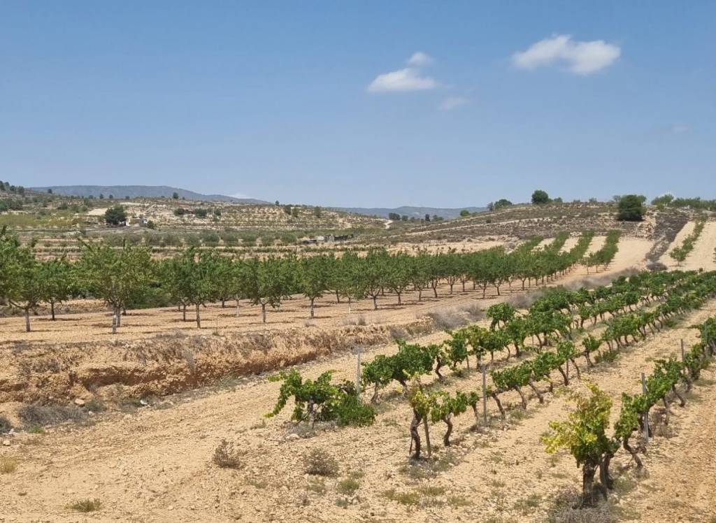 Venta - Terreno - Pinoso - Pinoso - El Pinós