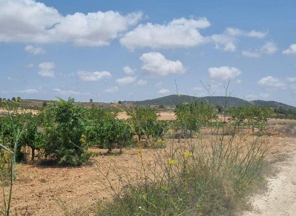 Venta - Terreno - Pinoso - Pinoso - El Pinós