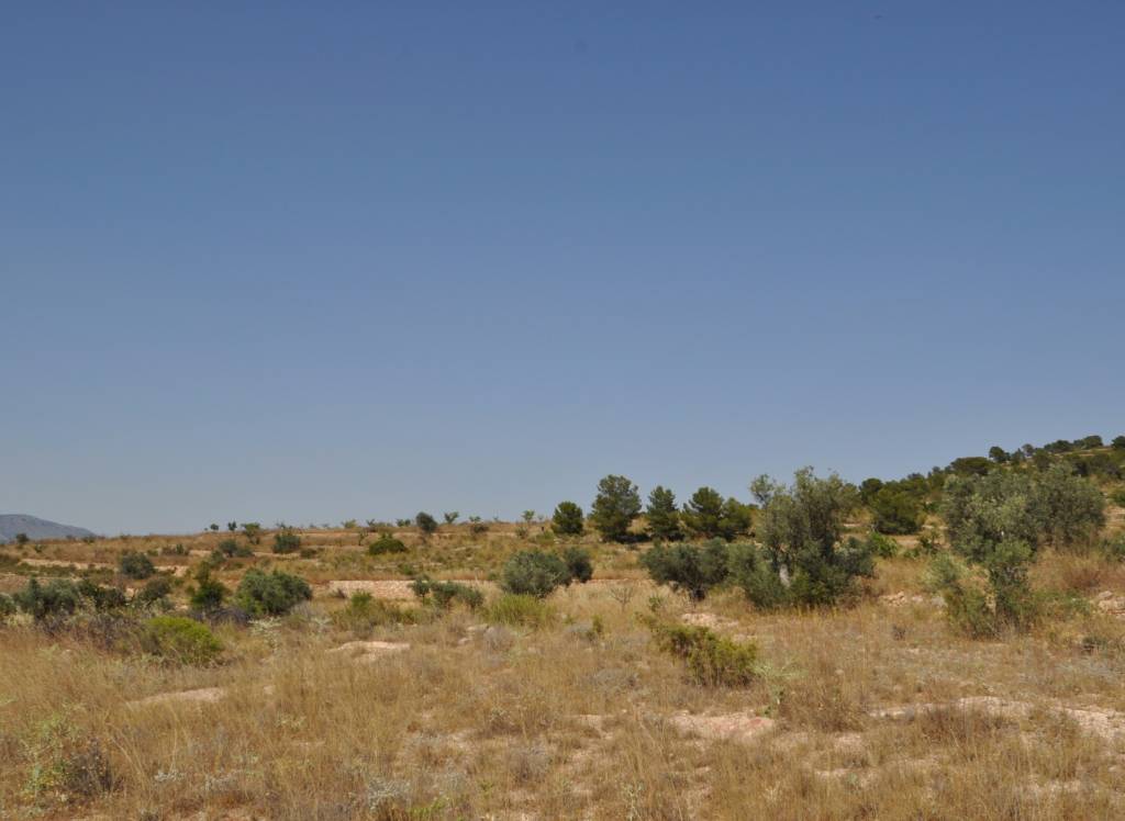 Venta - Terreno - Pinoso - Rural location
