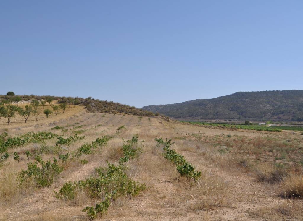 Venta - Terreno - Pinoso - Rural location