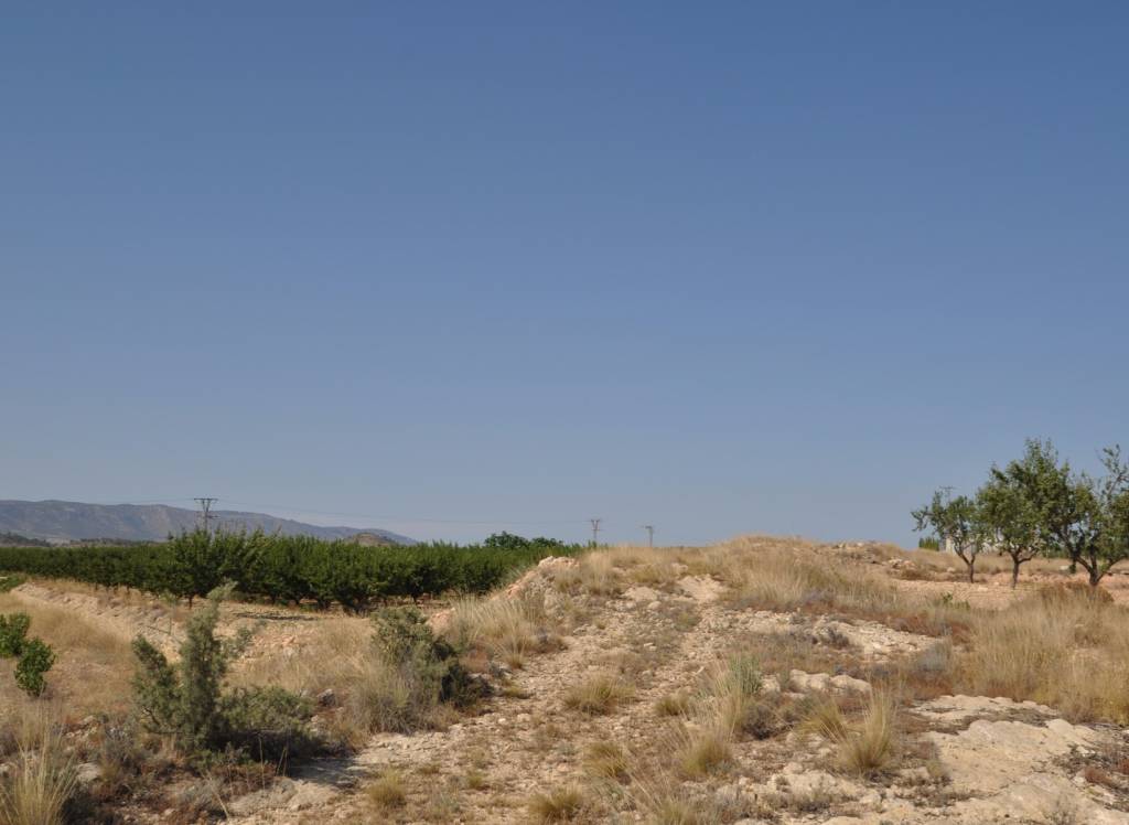 Venta - Terreno - Pinoso - Rural location