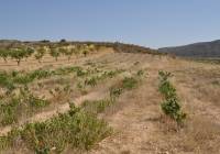 Venta - Terreno - Pinoso - Rural location