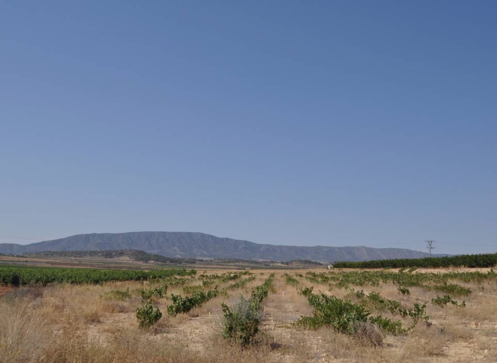 Venta - Terreno - Pinoso - Rural location