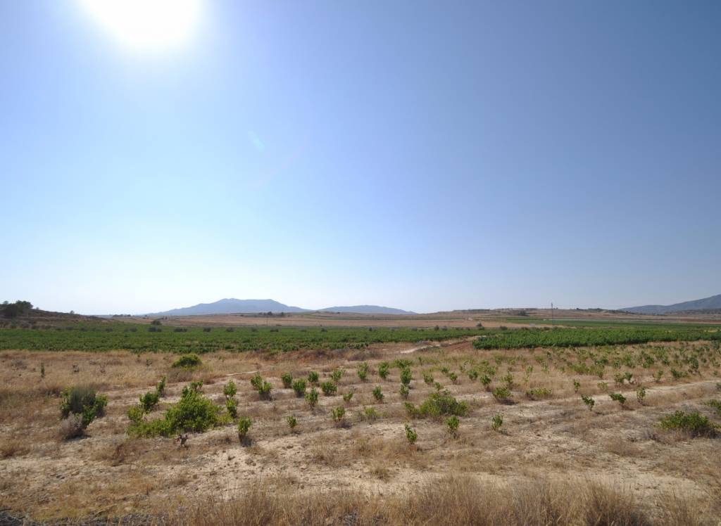 Venta - Terreno - Pinoso - Rural location