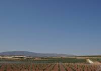 Venta - Terreno - Pinoso - Rural location