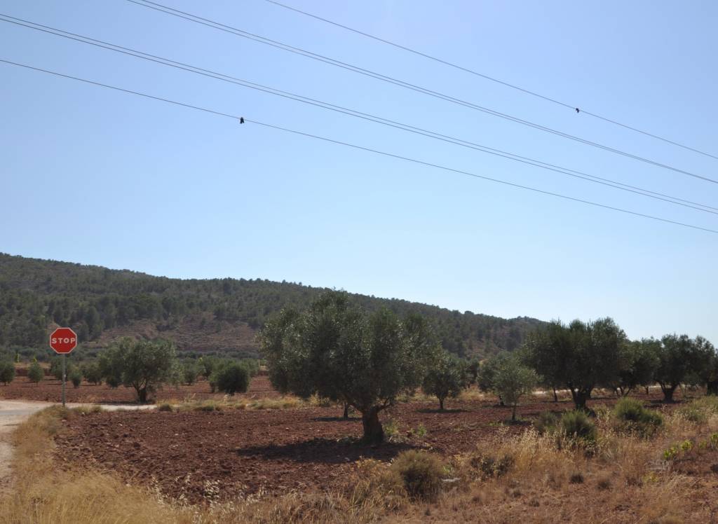 Venta - Terreno - Pinoso - Rural location