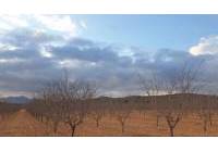 Venta - Terreno - Pinoso - Rural location