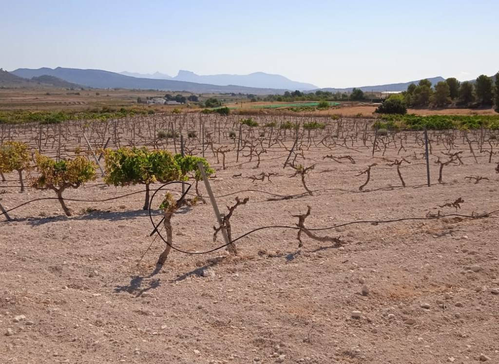 Venta - Terreno - Pinoso - Rural location