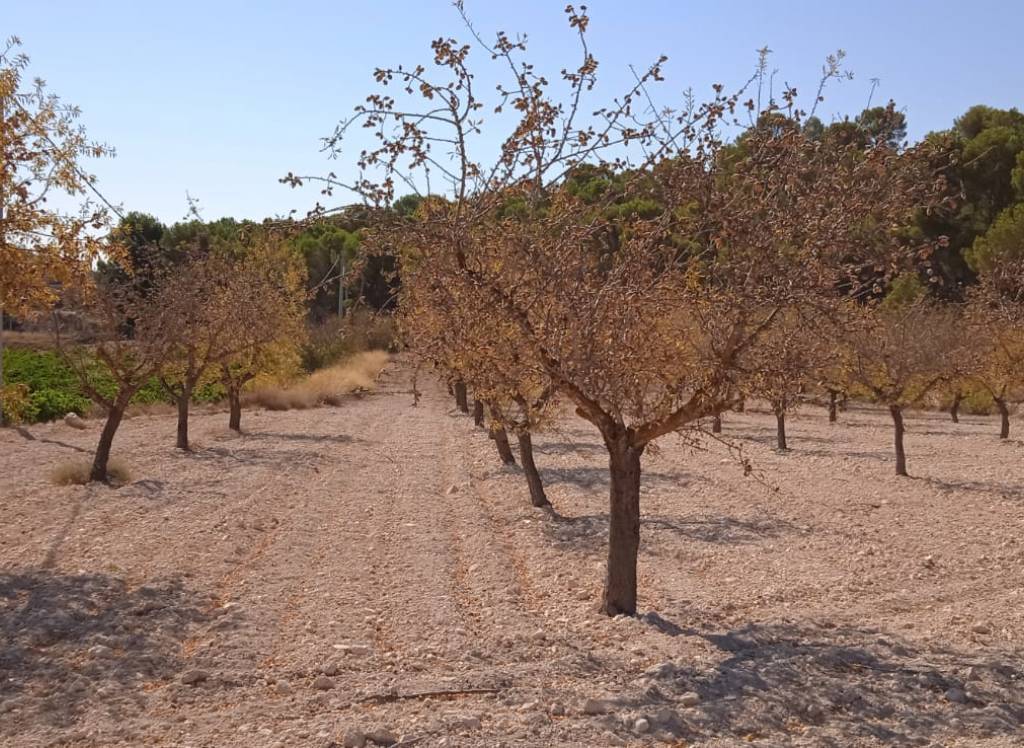 Venta - Terreno - Pinoso - Rural location