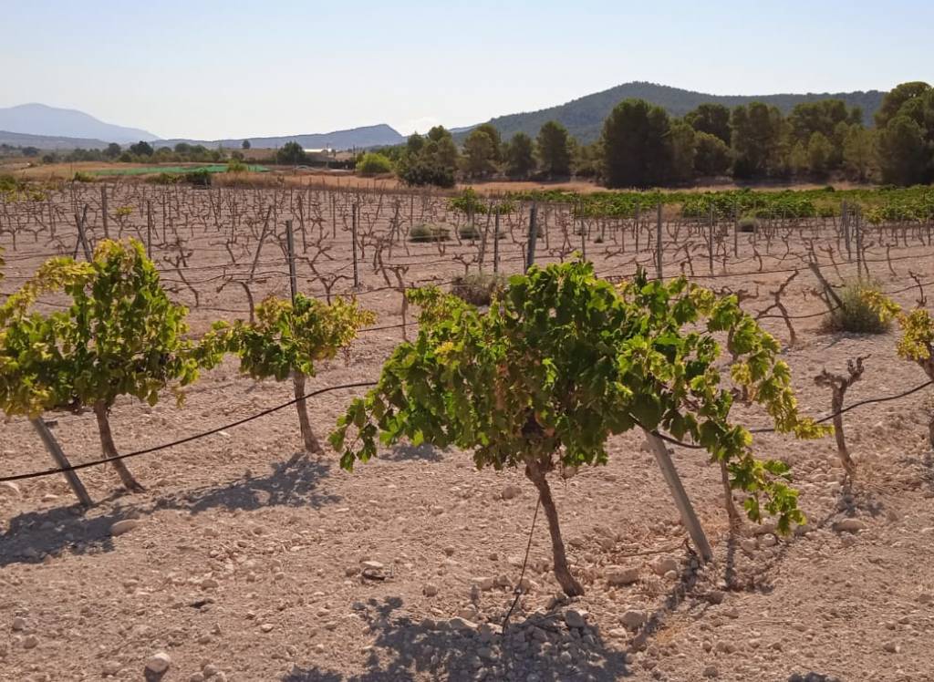 Venta - Terreno - Pinoso - Rural location